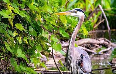 Nature Photography The Great Blue Heron