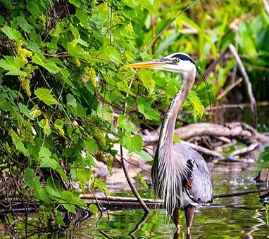 Nature Photography The Great Blue Heron