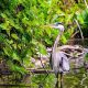 Nature Photography The Great Blue Heron