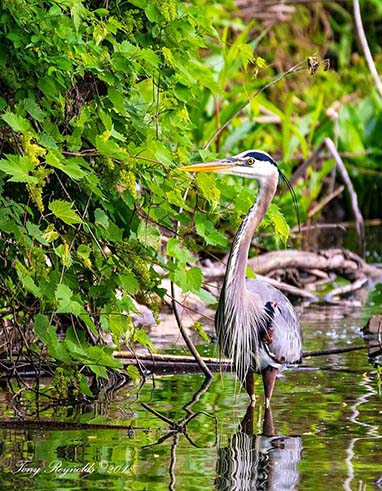Nature Photography: The Majestic Great Blue Heron at Buckeye Lake