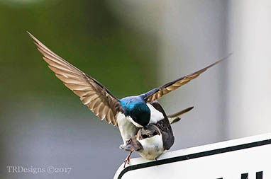 Tree Swallows