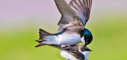 Tree Swallows