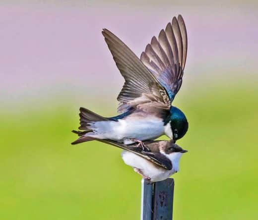 Tree Swallows