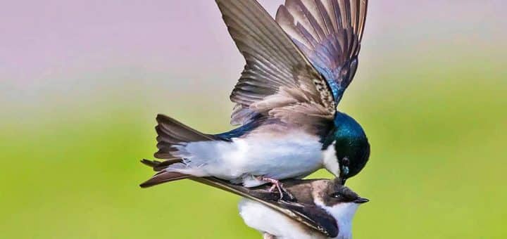 Tree Swallows