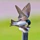 Tree Swallows