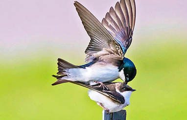Tree Swallows