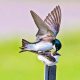 Tree Swallows