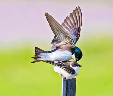 Tree Swallows